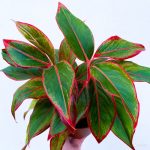 bệnh aglaonema