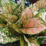 bệnh aglaonema