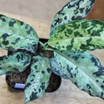 Aglaonema