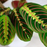 Maranta