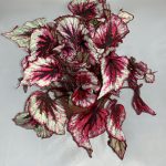 Begonia reale