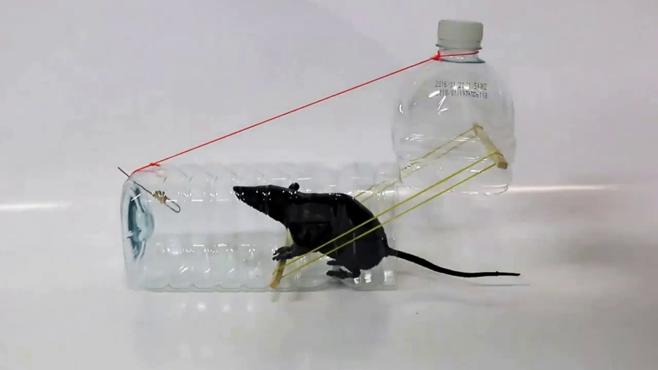 perangkap tikus botol plastik