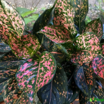 bệnh aglaonema