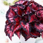 Begonia Royal