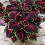 Coleus'un