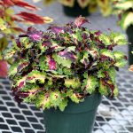 Coleus'un