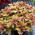 Coleus