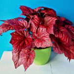 Begonia Regală