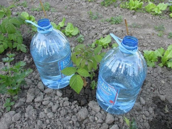 kā izveidot pilienveida apūdeņošanu no plastmasas pudelēm