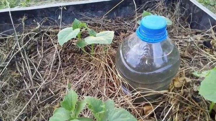 irrigation goutte à goutte à partir d'une bouteille