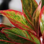 Aglaonema