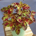 Coleus