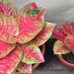 bệnh aglaonema