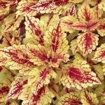 Coleus'un