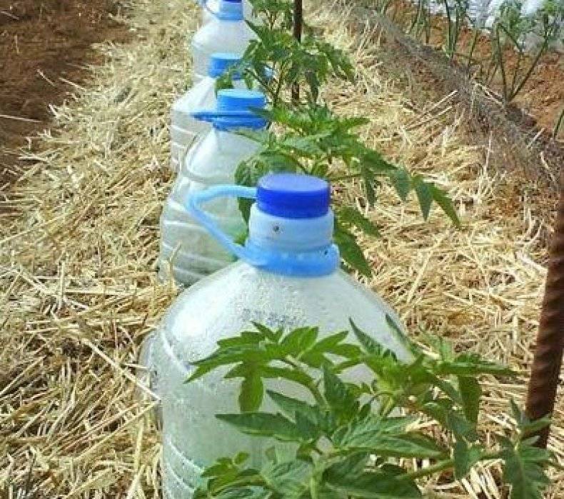 drip irrigation from a 5 liter bottle