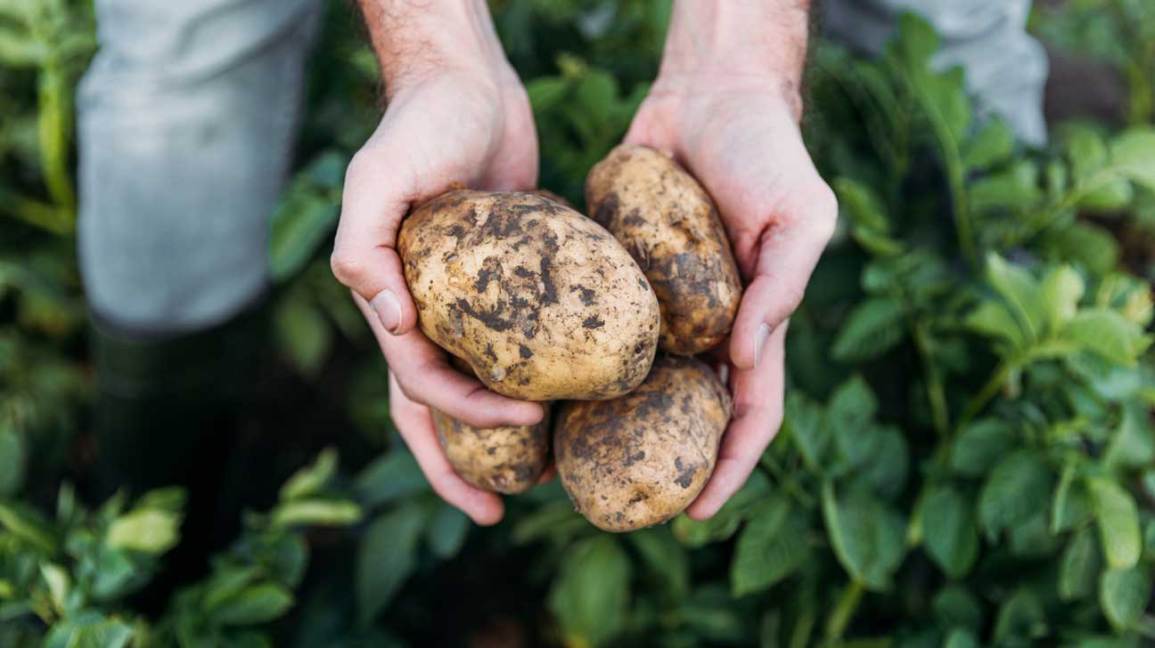 Preparar patatas para almacenar.