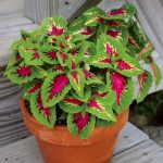 Coleus