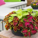 Coleus