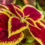 Coleus