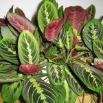 Maranta