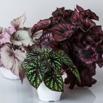 Begonia Royal