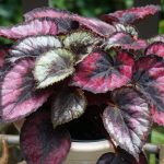 Begonia Royal