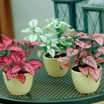 Hypoestes