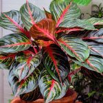 Aglaonema