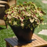 Coleus