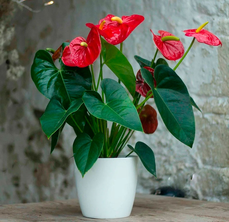 Anthurium