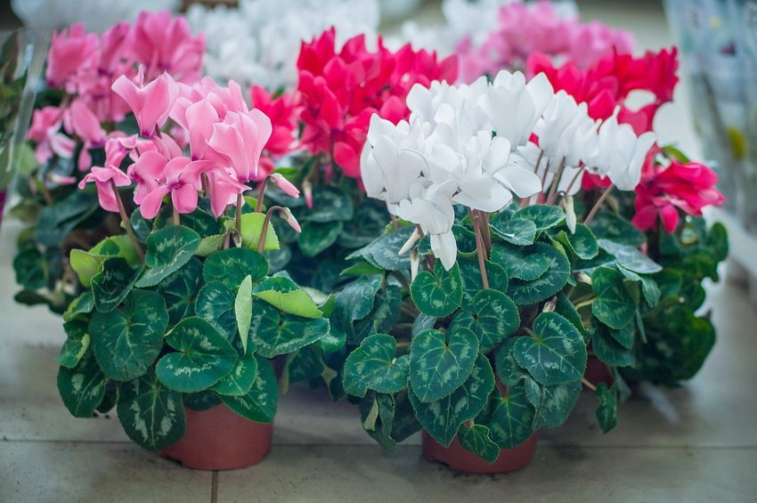 Cyclamen