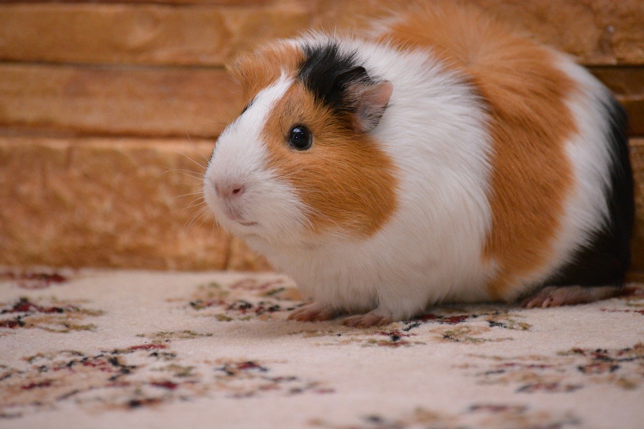 Guinea pig