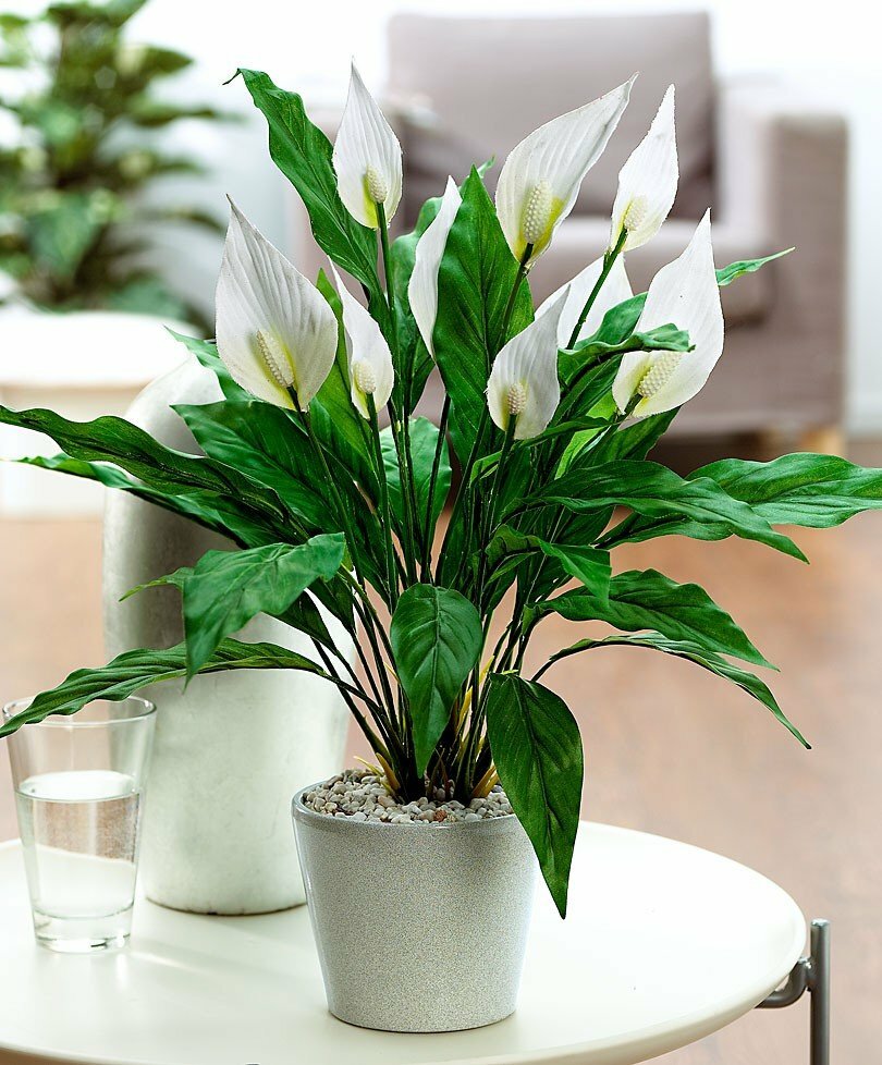 Spathiphyllum