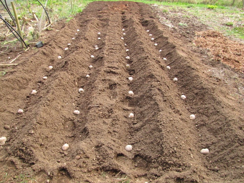 planting potatoes with foil