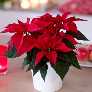 Poinsettia