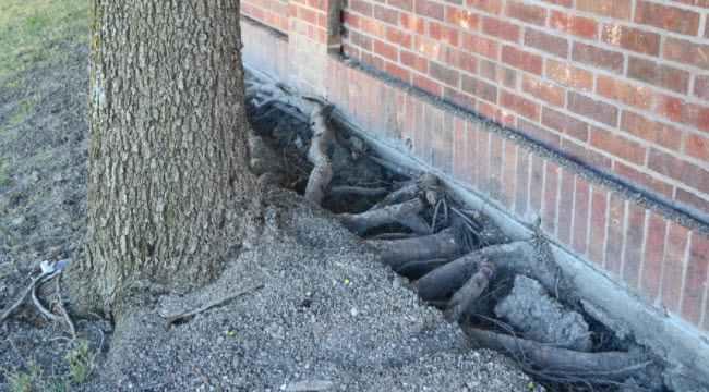 Zerstörung des Fundaments durch das Wurzelsystem eines Baumes