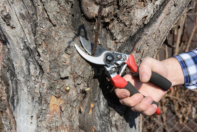 comment tenir correctement un sécateur