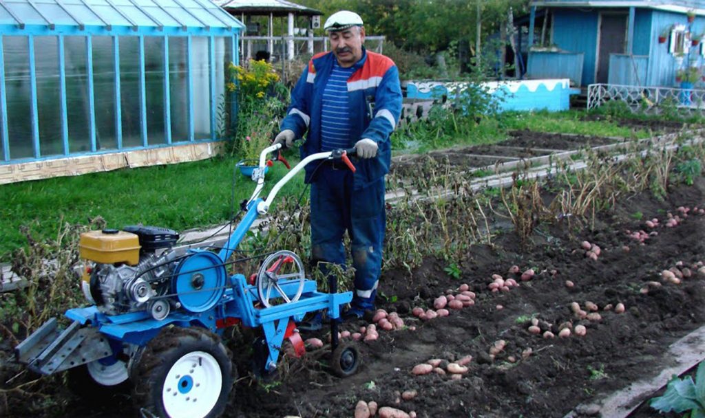 how to dig potatoes with a walk-behind tractor