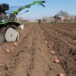 cómo plantar patatas con un motobloque