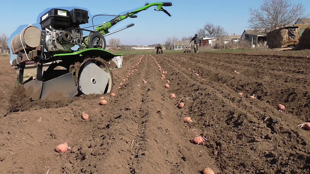 hur man planterar potatis med en bakomgående traktor