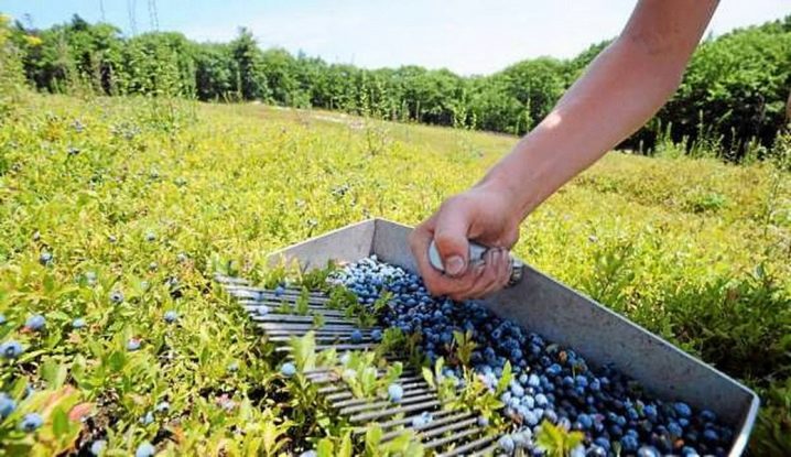 berry harvester