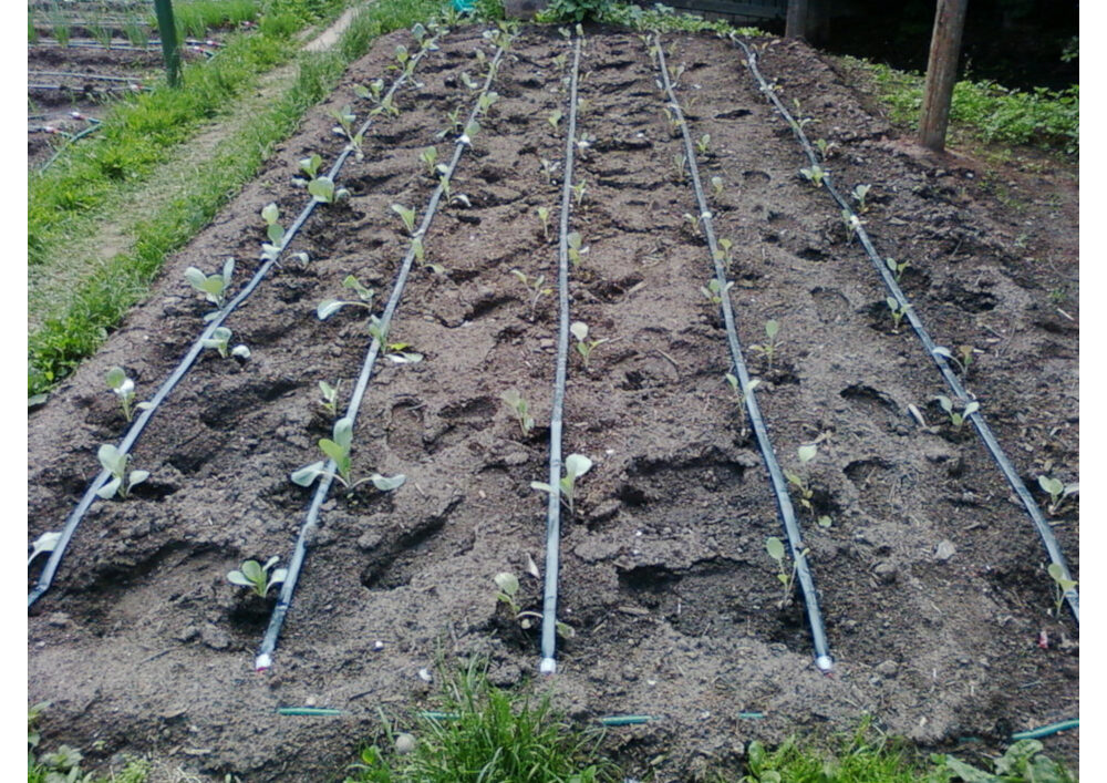 drip irrigation