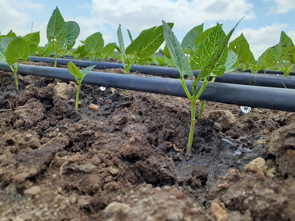 Irrigação por gotejamento