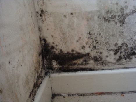 How to remove mold from walls with whitewash